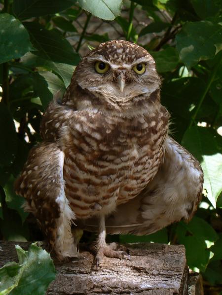 Owl on the Tree