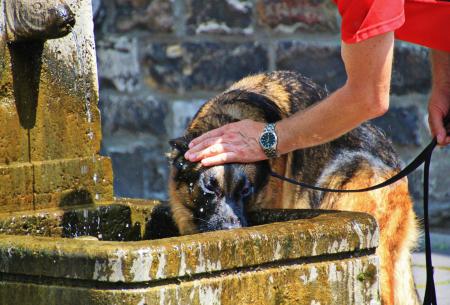 Owner's love with the Pet