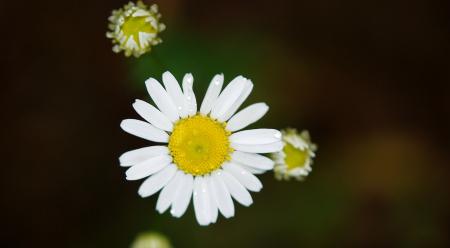 Ox Eyed Daisy