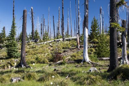 Pacific Crest Trail near Hoodoo, Oregon