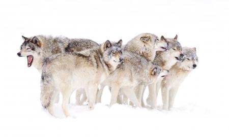 Pack of Wolves