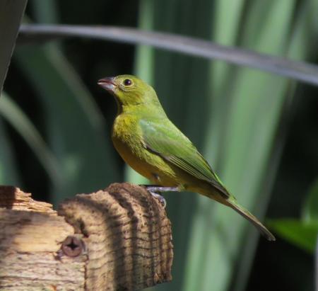 Painted Bunting