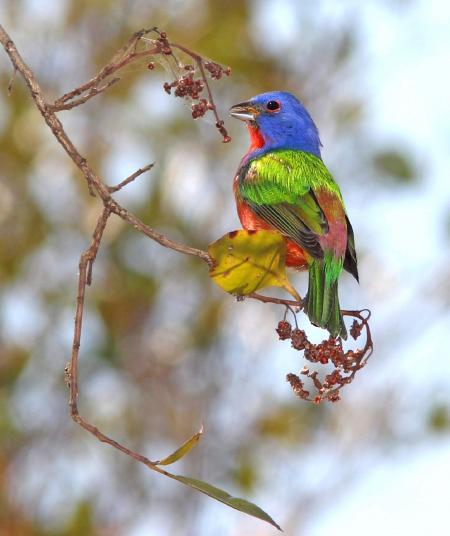 Painted Bunting