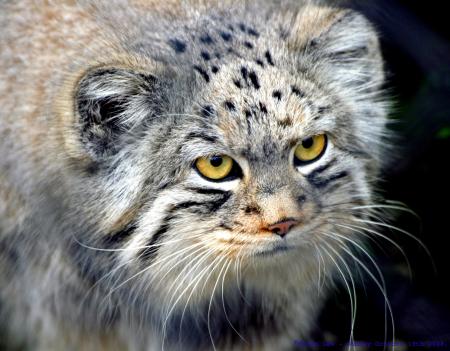 Pallas Cat