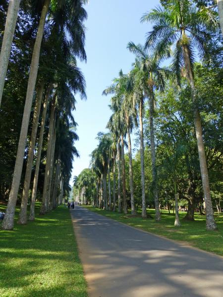 Palm avenue