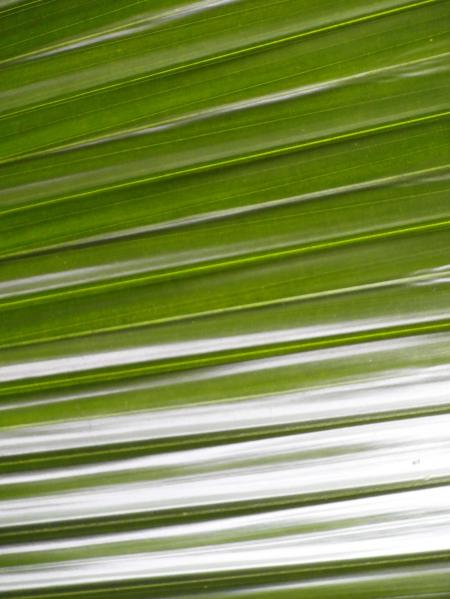 Palm Leaf Background