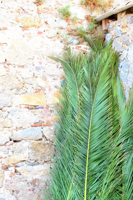 Palm Leaves Leaning on Brickwalls