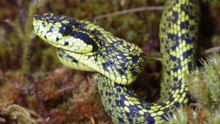 Palm Pit Vipers