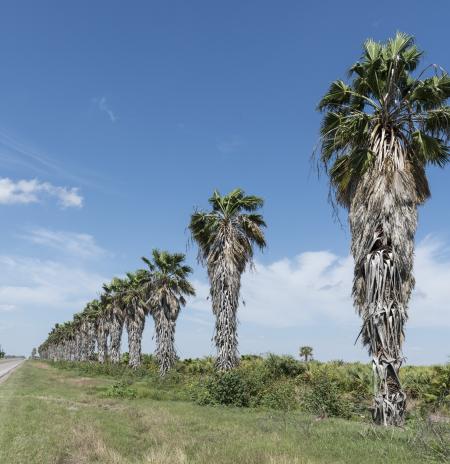 Palm Trees