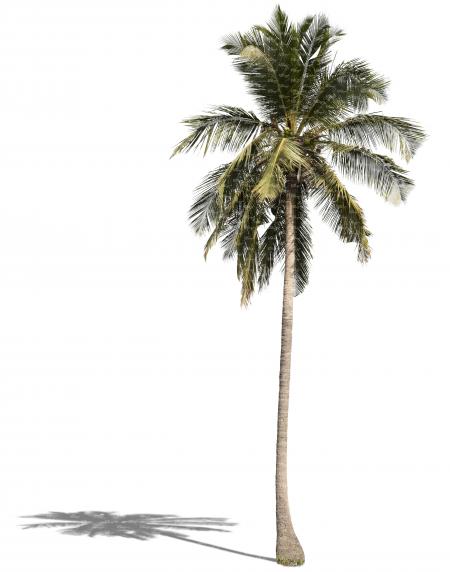 Tall Palm Tree