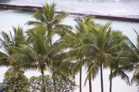 Palm Trees and breakwater