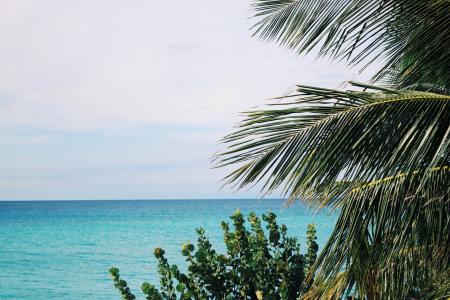 Palm Trees and Green Leaf Plant Near Body of Water