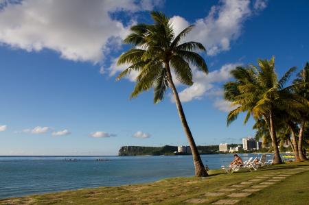 Palm Trees on the Beach