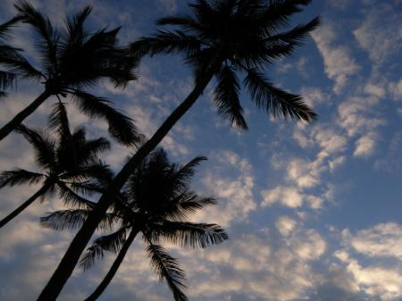 Palms and sky