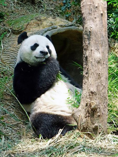 Panda in the Zoo