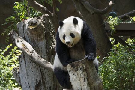 Panda on the Tree