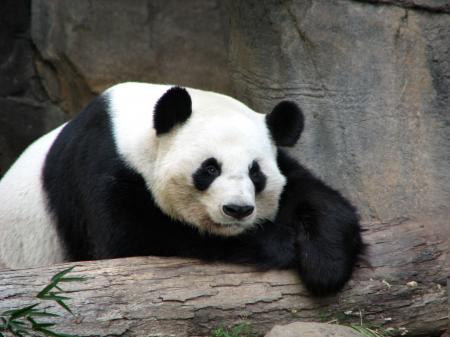 Panda resting on a log