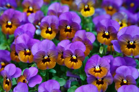 Pansies in the Garden