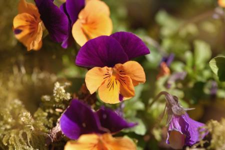 Pansy