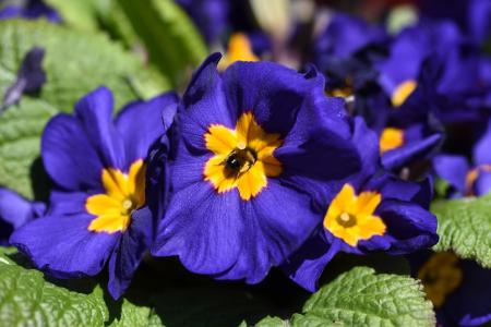 Pansy