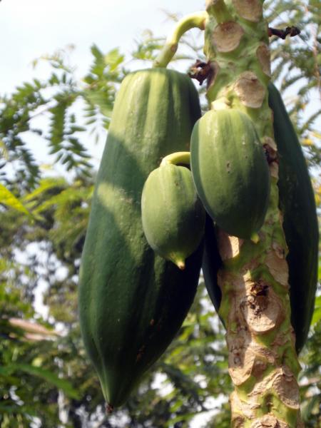 Papaya Fruit Tree
