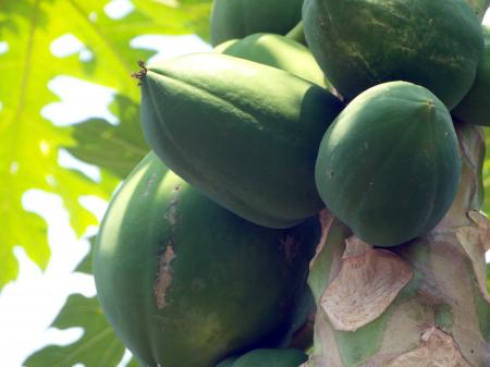 Papaya Fruit Tree