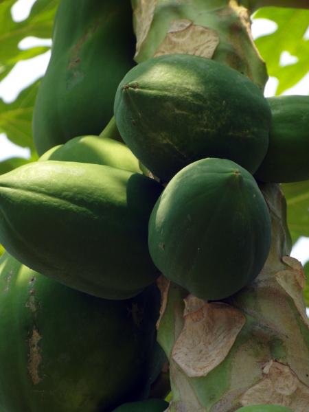 Papaya Fruit Tree