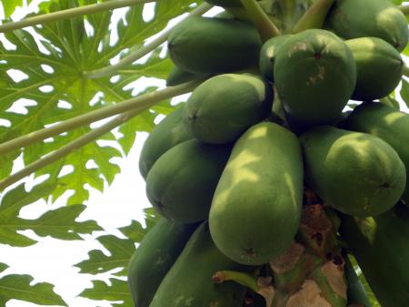 Papaya Fruit Tree