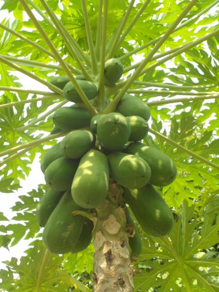 Papaya Fruit Tree