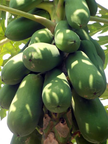 Papaya Fruit Tree