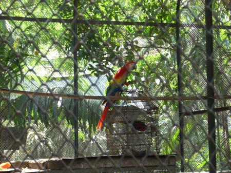 Parakeet at Surabaya Zoo