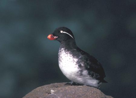 Parakeet Auklets