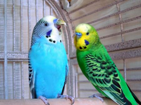 Parakeets