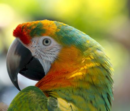 Parrot in the Park