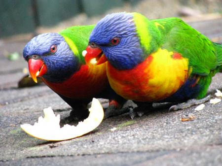 Parrots eating an apple