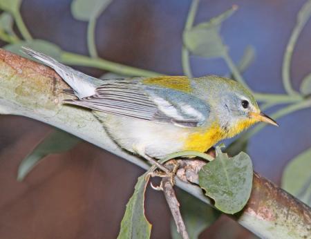 PARULA, NORTHERN (11-1-10) fem, patagonia lake, scc, az -08