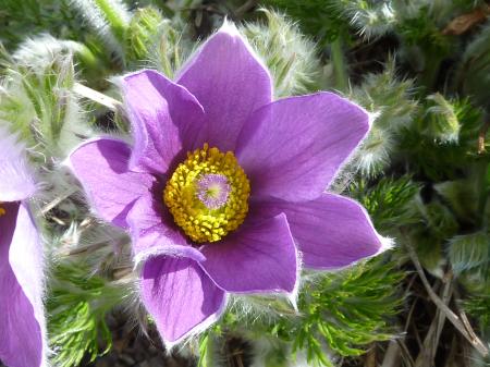 Pasque Flower