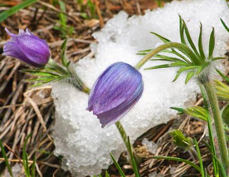 Pasque Flower