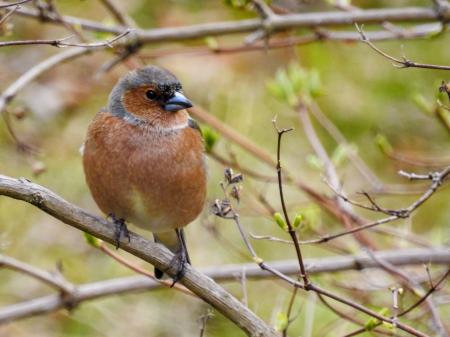 (Passeriformes: Fringillidae) Fringilla coelebs ♂, Bofink / Chaffinch