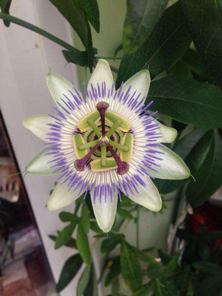 Passion Flower