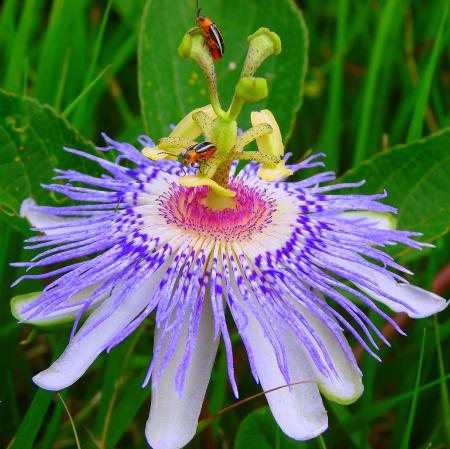 Passion Flower