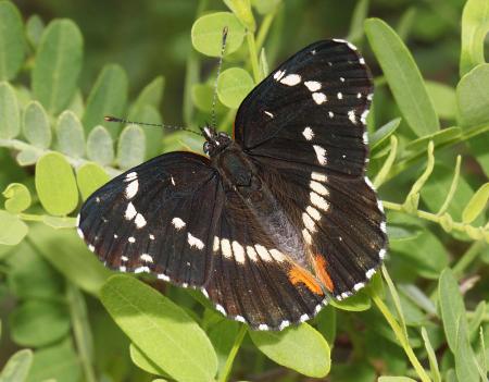 PATCH, BORDERED (Chlosyne lacinia) (8-5-10) yard, west of Patagonia, scco, az -01