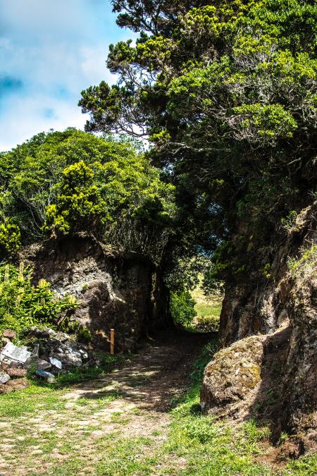 Pathway Between Green Trees at Daytime