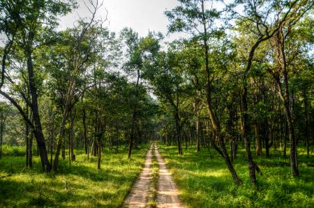 Pathway in the Middle of Trees