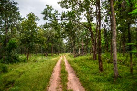 Pathway Near Tree