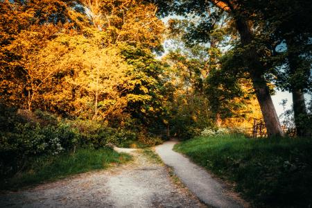 Pathway Surrounded by Trees