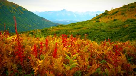 Peaceful Nature