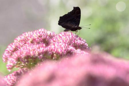 Peacock Butterfly