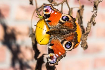 Peacock Butterfly