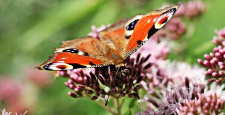 Peacock Butterfly in the Garden